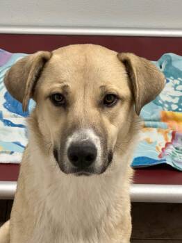 Great Pyrenees and Labrador Retriever Dogs Available for Adoption - Sadie | PetCurious