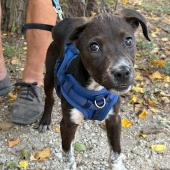 Rescue Labrador Retriever and Pointer Dogs for Adoption in San Antonio, Texas - Charlie | PetCurious