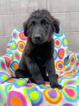 Tonka -  Golden Retriever and Mixed Breed Dog for Adoption in Murray, Kentucky - Tonka | PetCurious