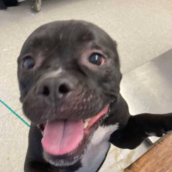 Rescue English Bulldog and Mixed Breed Dogs for Adoption in Bastrop, Texas - Smurf 25-10-095 | PetCurious