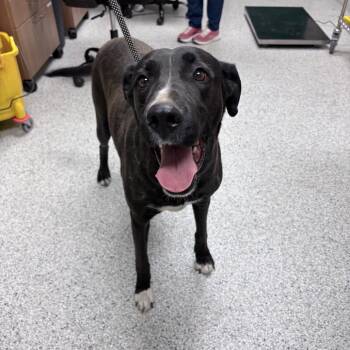 Sparky -  Black Labrador Retriever Dog for Adoption in Reno, Nevada - Sparky | PetCurious