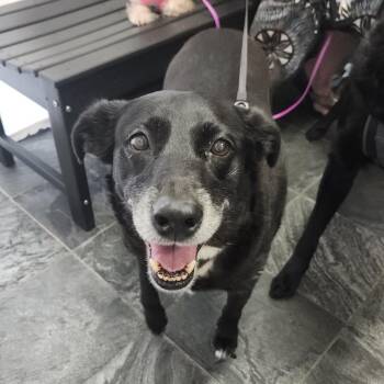 Stormy -  Shepherd and Mixed Breed Dog for Adoption in Clearwater, Florida - Stormy | PetCurious