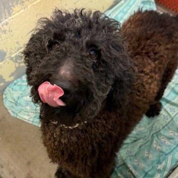 Layden -  Standard Poodle Dog for Adoption - Layden | PetCurious