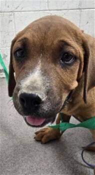 LEGACY -  Mastiff and Mixed Breed Dog for Adoption in San Bernardino, California - LEGACY | PetCurious