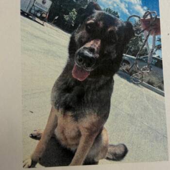 Mixed Breed Dogs Available for Adoption - Polly | PetCurious