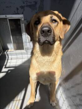 Labrador Retriever and Mixed Breed Dogs Available for Adoption - EAGLE | PetCurious