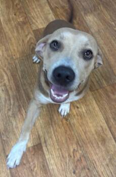 Cova -  Mixed Breed Dog for Adoption in Ocala, Florida - Cova | PetCurious