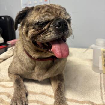 Ghost -  Pug Dog for Adoption in Franklin, North Carolina - Ghost | PetCurious
