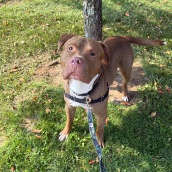Big Mac -  Mixed Breed Dog for Adoption in Pittsburgh, Pennsylvania - Big Mac | PetCurious