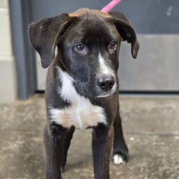 Jasper -  Labrador Retriever Dog for Adoption in Enid, Oklahoma - Jasper | PetCurious