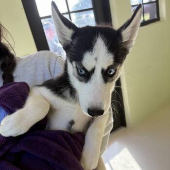 2117 Sasha -  Husky and Mixed Breed Dog for Adoption in Loxahatchee Groves, Florida - 2117 Sasha | PetCurious