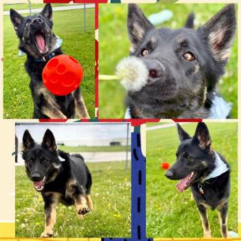 German Shepherd Dog Dogs Available for Adoption in Rensselaer, Indiana - Blue | PetCurious