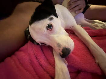 Rescue Terrier Dogs for Adoption - Caliente | PetCurious