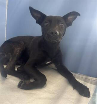 German Shepherd Dog and Mixed Breed Dogs Available for Adoption in San Bernardino, California - DENNIS | PetCurious