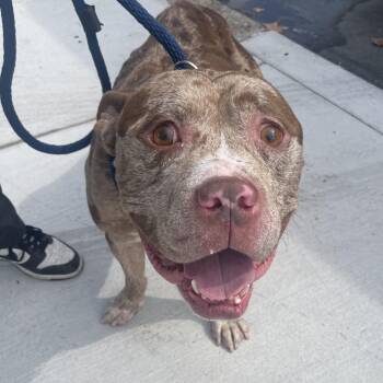 Sylas -  Pit Bull Terrier Dog for Adoption in Philadelphia, Pennsylvania - Sylas | PetCurious