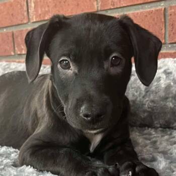 Rescue Labrador Retriever and Pit Bull Terrier Dogs for Adoption in Warren, Rhode Island - Terri | PetCurious