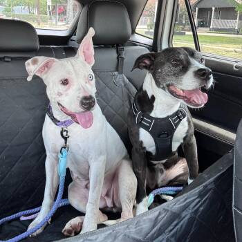Hope -  American Staffordshire Terrier and Pit Bull Terrier Dog for Adoption in Oak Ridge North, Texas - Hope | PetCurious