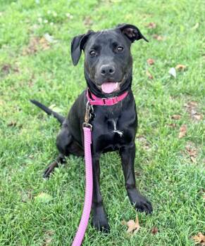 Barbie -  Black Labrador Retriever and Doberman Pinscher Dog Available for Adoption in Springfield, Missouri - Barbie | PetCurious