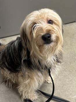 Rocky Road -  Mixed Breed Dog for Adoption in Mason City, Iowa - Rocky Road | PetCurious