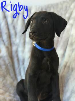 Rigby -  Labrador Retriever and German Shepherd Dog Dog for Adoption in Pleasant Hill, California - Rigby | PetCurious