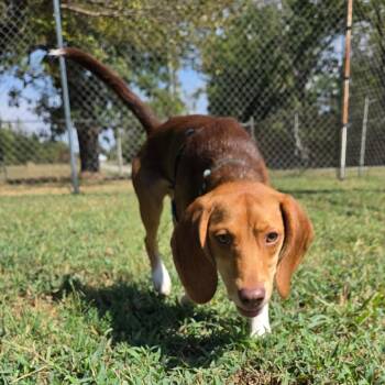 Copper -  Beagle Dog for Adoption in Tulsa, Oklahoma - Copper | PetCurious