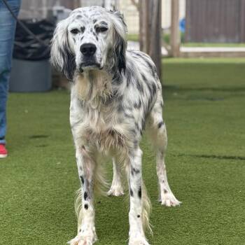 Corn 7773 -  English Setter Dog for Adoption in Loxahatchee Groves, Florida - Corn 7773 | PetCurious