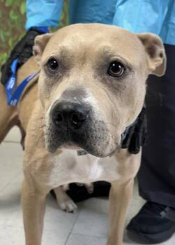 American Staffordshire Terrier and Mixed Breed Dogs Available for Adoption - Gemma | PetCurious