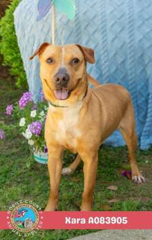 Xara -  Labrador Retriever Dog for Adoption in Mobile, Alabama - Xara | PetCurious