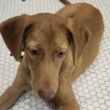Meyers -  German Shepherd Dog and Mixed Breed Dog for Adoption in Marshall, Texas - Meyers | PetCurious