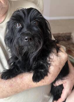 Scottish Terrier Dogs Available for Adoption in Bradenton, Florida - Benny | PetCurious