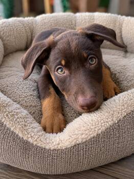 Parker -  Australian Shepherd and Doberman Pinscher Dog for Adoption in Ephrata, Washington - Parker | PetCurious