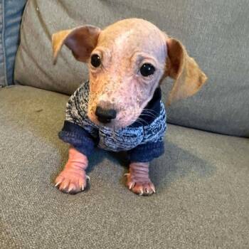 Chihuahua Dogs Available for Adoption - Tequila | PetCurious