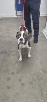 Sky -  Pit Bull Terrier and Mixed Breed Dog for Adoption in New Orleans, Louisiana - Sky | PetCurious