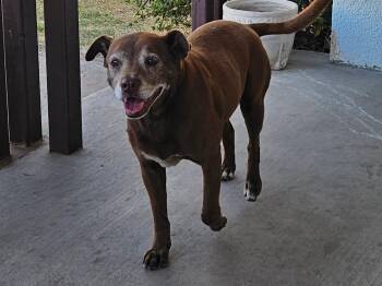 Labrador Retriever Dogs Available for Adoption in Dripping Springs, Texas - Suzie | PetCurious