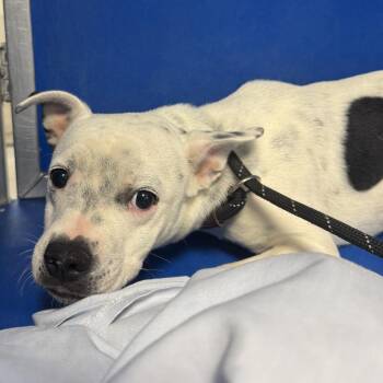 111540 -  Mixed Breed Dog for Adoption in Las Cruces, New Mexico - 111540 | PetCurious