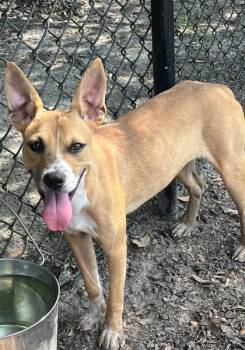 Ruth -  Carolina Dog and Mixed Breed Dog for Adoption in Conway, South Carolina - Ruth | PetCurious