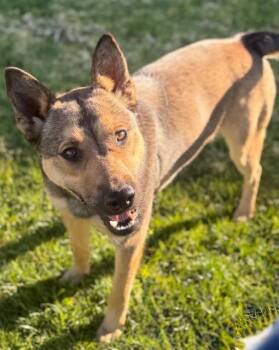 German Shepherd Dog and Mixed Breed Dogs Available for Adoption - AMBER | PetCurious