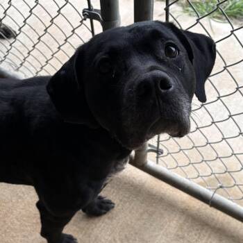 Brutus -  Mixed Breed Dog for Adoption in Newborn, Georgia - Brutus | PetCurious