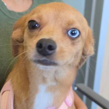 Frenchie -  Mixed Breed Dog for Adoption in Leander, Texas - Frenchie | PetCurious