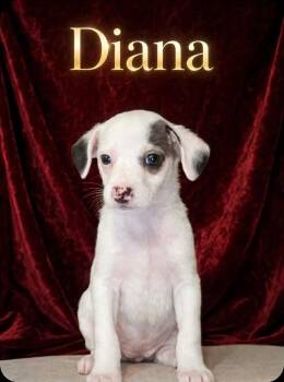Diana -  Chihuahua and Rat Terrier Dog for Adoption in Humble, Texas - Diana | PetCurious