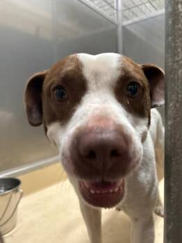 Pit Bull Terrier Dogs Available for Adoption in Burgaw, North Carolina - Toffee | PetCurious