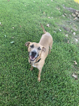 Rescue Black Mouth Cur Dogs for Adoption in Richardson, Texas - Delilah | PetCurious