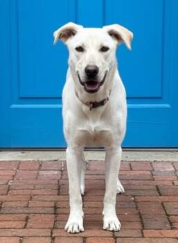 Yellow Labrador Retriever Dogs Available for Adoption in Franklin, Tennessee - PUPPY OPAL | PetCurious