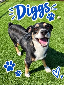 Diggs -  Australian Shepherd Dog for Adoption in Truth Or Consequences, New Mexico - Diggs | PetCurious