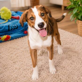 Lark -  Beagle and Collie Dog for Adoption in Erie, Pennsylvania - Lark | PetCurious