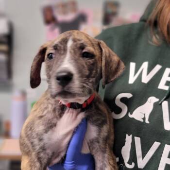 Rescue Mixed Breed Dogs for Adoption in Troy, Illinois - Charlie | PetCurious