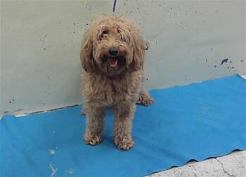 Poodle and Mixed Breed Dogs Available for Adoption in Houston, Texas - MUFFIN | PetCurious