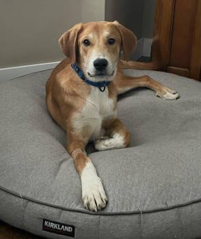 Kit -  Great Pyrenees and Doberman Pinscher Dog for Adoption in Brooklyn Center, Minnesota - Kit | PetCurious