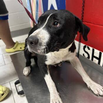 Bella -  Mixed Breed Dog for Adoption in Lufkin, Texas - Bella | PetCurious