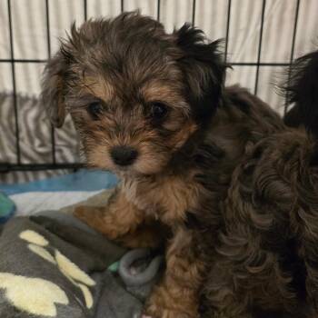 Maltese and Poodle Dogs Available for Adoption - Salsa | PetCurious